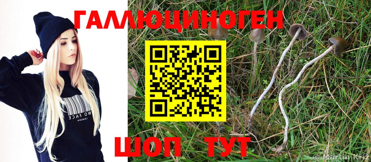 Псилоцибиновые грибы Cubensis Дербент